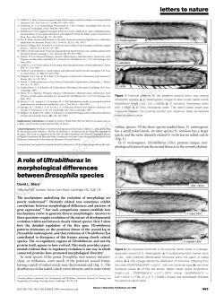A role of Ultrabithorax in morphological differences between