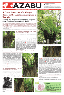 A Great Survivor of a Gingko Tree, in the Azabusan Zenpuku