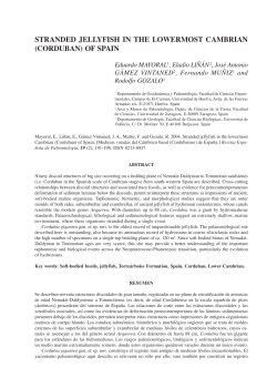 stranded jellyfish in the lowermost cambrian