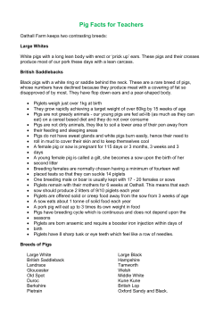 Pig Facts for Teachers