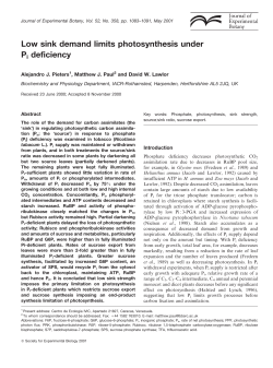 Low sink demand limits photosynthesis under Pi deficiency