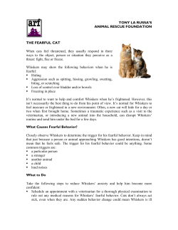 The Fearful Cat