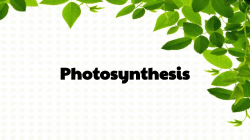 Photosynthesis