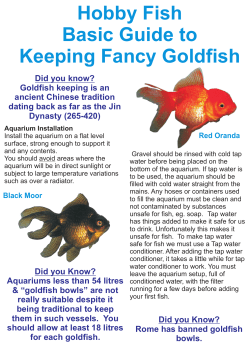 The Hobby Fish Basic Guide to Keeping Fancy Goldfish