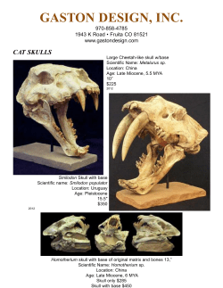 cat skulls - Gaston Design, Inc.