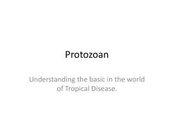 Protozoan