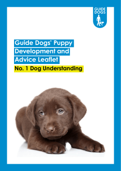 1 Dog Understanding Advice