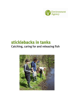 sticklebacks in tanks - University of Leicester