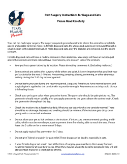 Post Surgery Instructions for Dogs and Cats