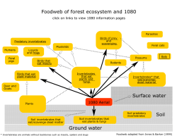 Foodweb of forest ecosystem and 1080 Surface water Ground water