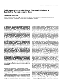 Cell Dynamics in the Adult Mouse Olfactory Epithelium
