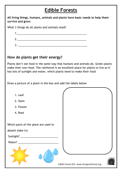Edible Forests - The Living Rainforest
