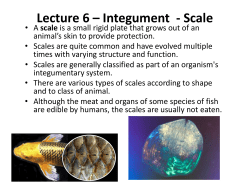 Lecture 6 &ndash; Integument