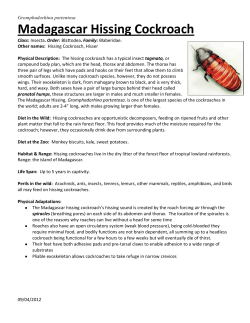 Madagascar Hissing Cockroach