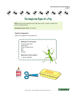EGGS GLUE Through the Eyes of a Fly