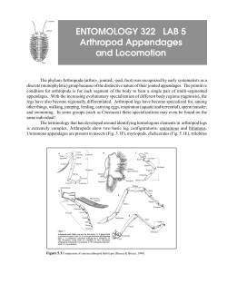 ENTOMOLOGY 322 LAB 5 Arthropod Appendages and Locomotion