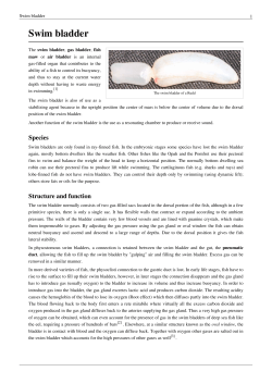 Swim bladder