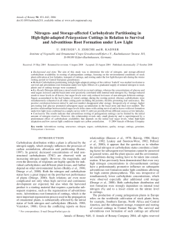 Nitrogen- and Storage-affected Carbohydrate Partitioning in High