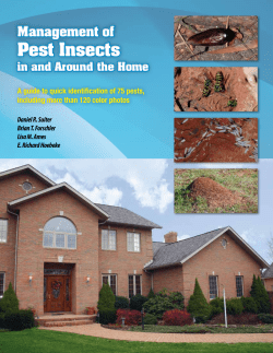 Pest Insects Pest Insects Pest Insects - UGA Extension