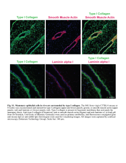 Fig. S1. Mammary epithelial cells in vivo are surrounded by type