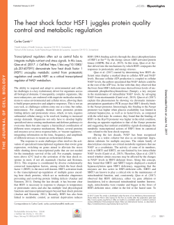 The heat shock factor HSF1 juggles protein quality control and