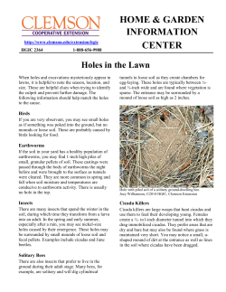 Holes in the Lawn - Clemson University