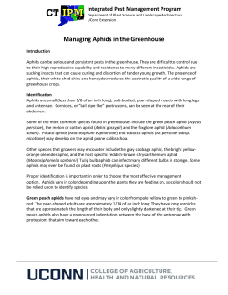 Managing Aphids in the Greenhouse - UConn IPM