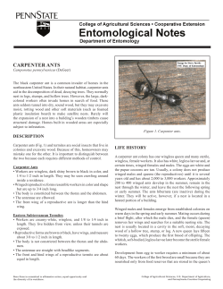 carpenter ants - Department of Entomology