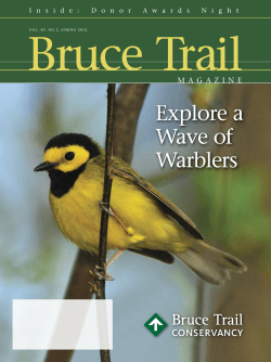 Explore a Wave of Warblers