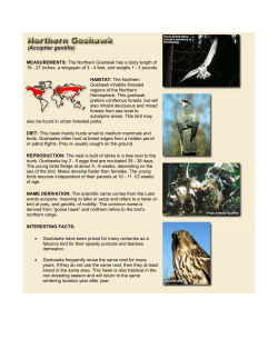 MEASUREMENTS: The Northern Goshawk has a