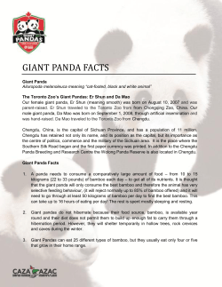 giant panda facts
