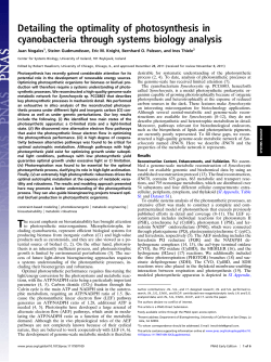 Detailing the optimality of photosynthesis in cyanobacteria