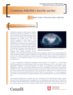 Jellyfish - Department of Fisheries and Aquaculture
