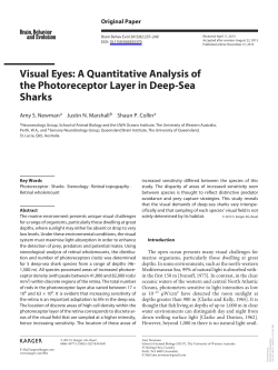 A Quantitative Analysis of the Photoreceptor Layer in Deep