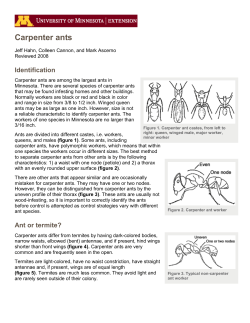 Carpenter ants