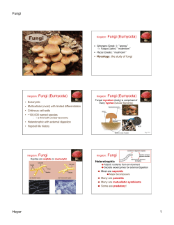 Fungi (Eumycota)