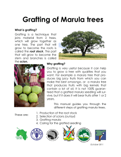 Grafting of Marula trees