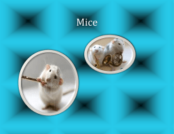 Mice - davis.k12.ut.us