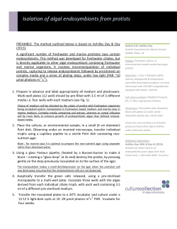 Isolation of algal endosymbionts from protists