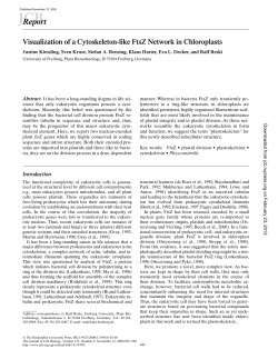 Visualization of a Cytoskeleton-like FtsZ Network in Chloroplasts