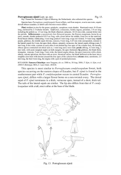 Porroglossum sijmii Luer, sp. nov. Fig. 13. This species is most