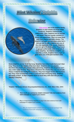 Pilot whales are in the dolphin family. Dolphins or pilot whales are