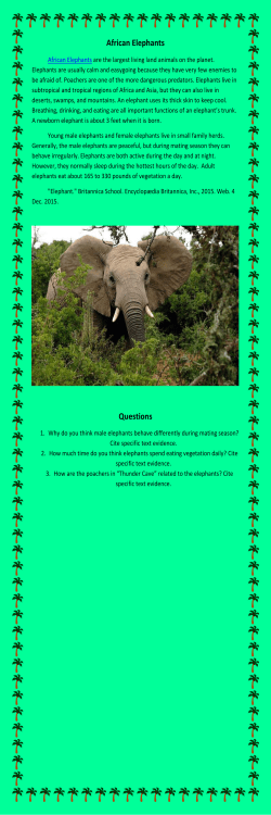 African Elephants - Palos District 118