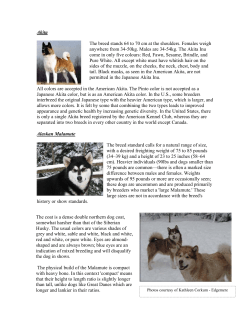 Akita The breed stands 64 to 70 cm at the shoulders. Females weigh
