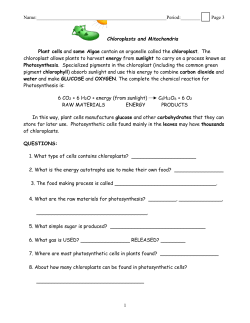 Chloroplasts and Mitochondria