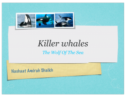 orca`s