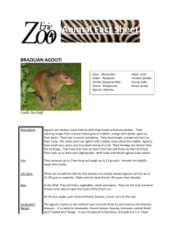 Animal Fact Sheet