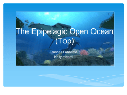 The Epipelagic Open Ocean (Top)