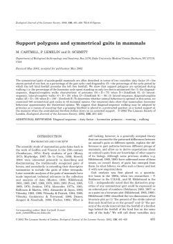 Support polygons and symmetrical gaits in