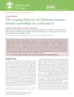 The swaying behavior of Extatosoma tiaratum